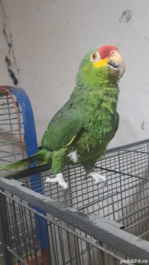 papagali ... - imagine 2