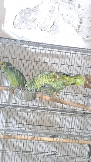 papagali ... - imagine 4