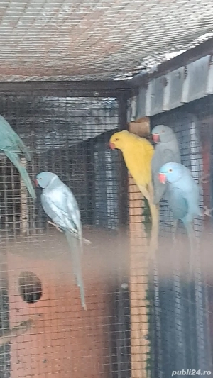 păsări papagali  - imagine 2