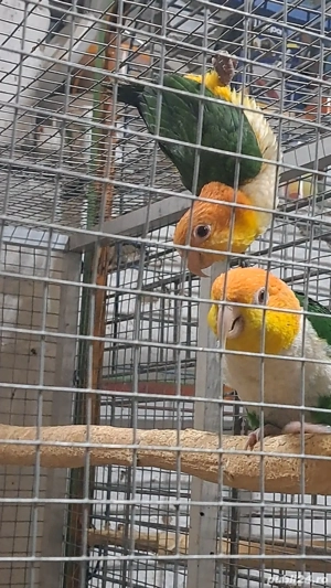 păsări papagali  - imagine 4