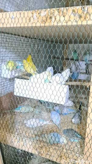 păsări papagali  - imagine 3