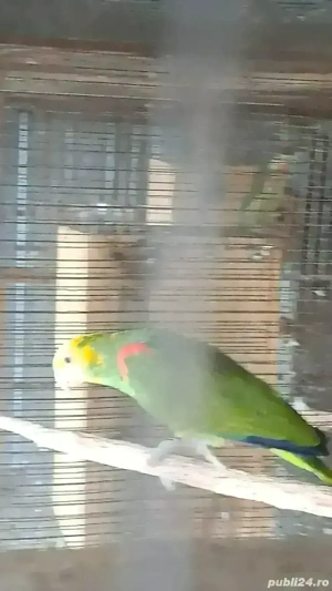 păsări papagali  - imagine 5