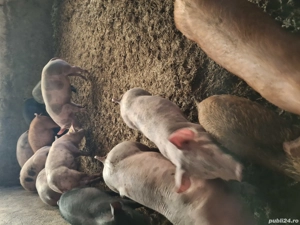 Disponibili purcei și soldani  - imagine 4