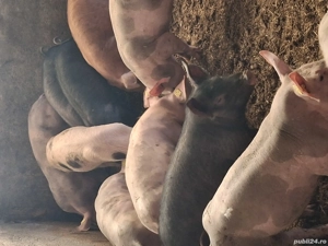 Disponibili purcei și soldani  - imagine 3