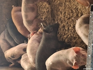 Disponibili purcei și soldani  - imagine 2