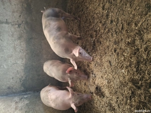 Soldani petran la 35kg bucata - imagine 5