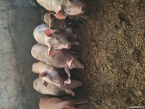 Soldani petran la 35kg bucata - imagine 4