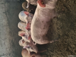 Soldani petran la 35kg bucata - imagine 3