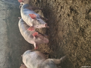 Soldani petran la 35kg bucata - imagine 2