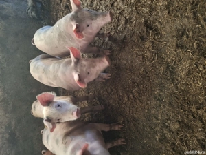 Soldani petran la 35kg bucata