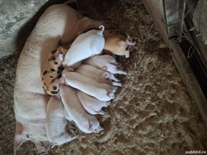 Vând purcei de 8 săptămâni  - imagine 2