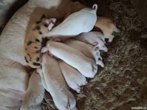 Vând purcei de 8 săptămâni 