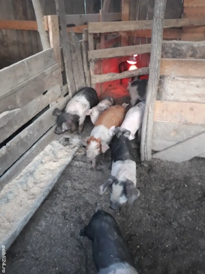 grasuni si purcei de vanzare