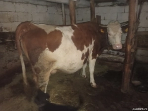 Vând vacă cu lapte  - imagine 2