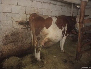 Vând vacă cu lapte  - imagine 5