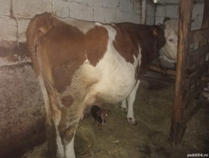 Vând vacă cu lapte 