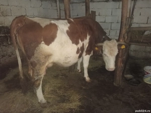 Vând vacă cu lapte  - imagine 3