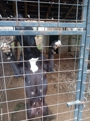 Donatie femela cane corso - imagine 2