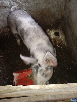 Vând purcea pitrean