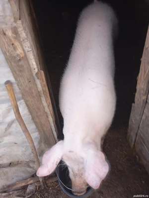 Vând porc crăciun oferta