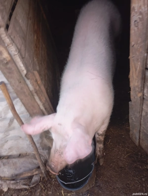 Vând porc crăciun oferta - imagine 3