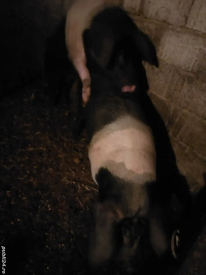 Vând scroafe bazna gestante - imagine 2