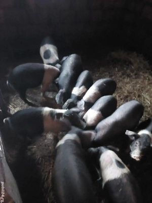 Vând scroafe bazna gestante - imagine 4