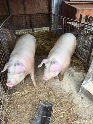 Vand porci - imagine 3