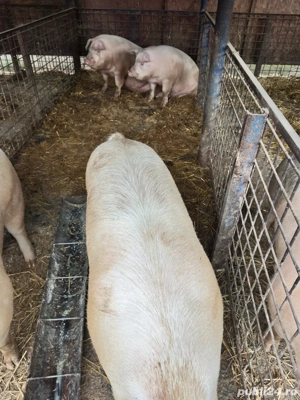 Vand porci - imagine 2