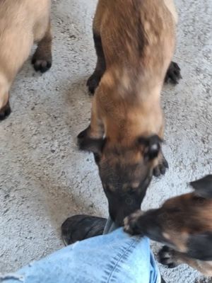 Căței de ciobanesc belgian