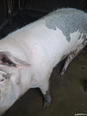 schimb purcea ne fatata de 150 kg aproximativ pe alte animale sau cereale  - imagine 2