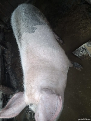 schimb purcea ne fatata de 150 kg aproximativ pe alte animale sau cereale  - imagine 3