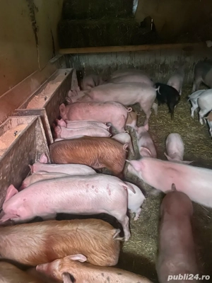 purcei de vanzare de la 350ron