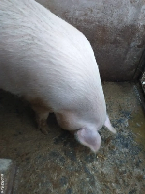 de vânzarea crescut in gospodărie proprie 