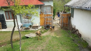 Vand gospodarie taraneasca teren Com Danicei Sat Ciresu  7300mp la 18.000euro - imagine 5