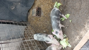 purcei 10 săptămâni  - imagine 2