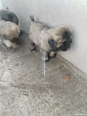 căței caucazian cu pedigree  - imagine 2