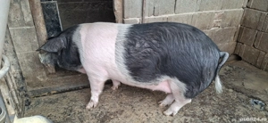 Scrofițe Bazna pentru reproducție 