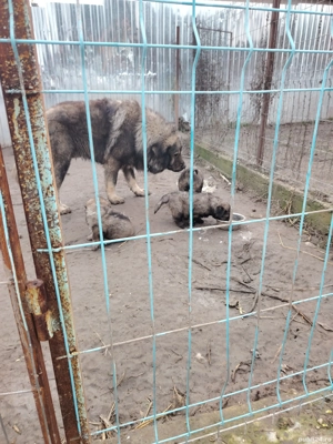 căței caucazian cu pedigree  - imagine 4