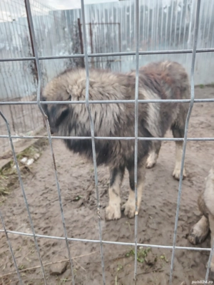 căței caucazian cu pedigree  - imagine 3