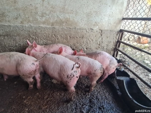 vand purcei - imagine 2