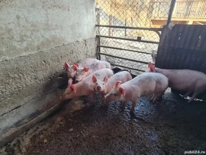 vand purcei - imagine 4