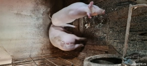 Scrofita Landrace Marele Alb  - imagine 2