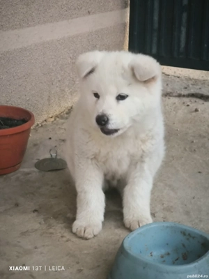 Căței din rasa Akita