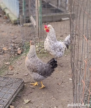 pereche rasa de gaini Cream Legbar - imagine 4