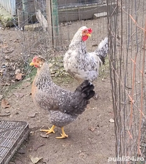 pereche rasa de gaini Cream Legbar - imagine 2