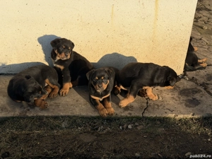 Pui rottweiler de vinzare 