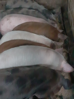 Purcei de vanzare 