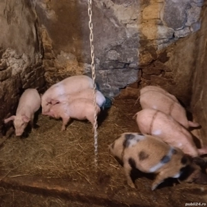 Purcei de 8 saptamani. - imagine 3