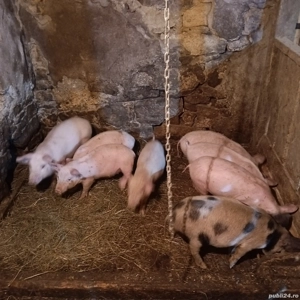 Purcei de 8 saptamani. - imagine 2